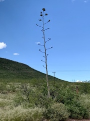 Agave palmeri