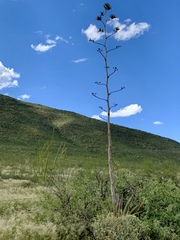 Agave palmeri