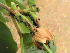 Dolichoderus bispinosus