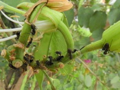 Dolichoderus bispinosus