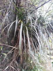 Freycinetia banksii