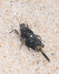 Paratettix mexicanus