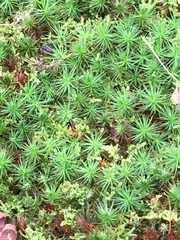 Polytrichum