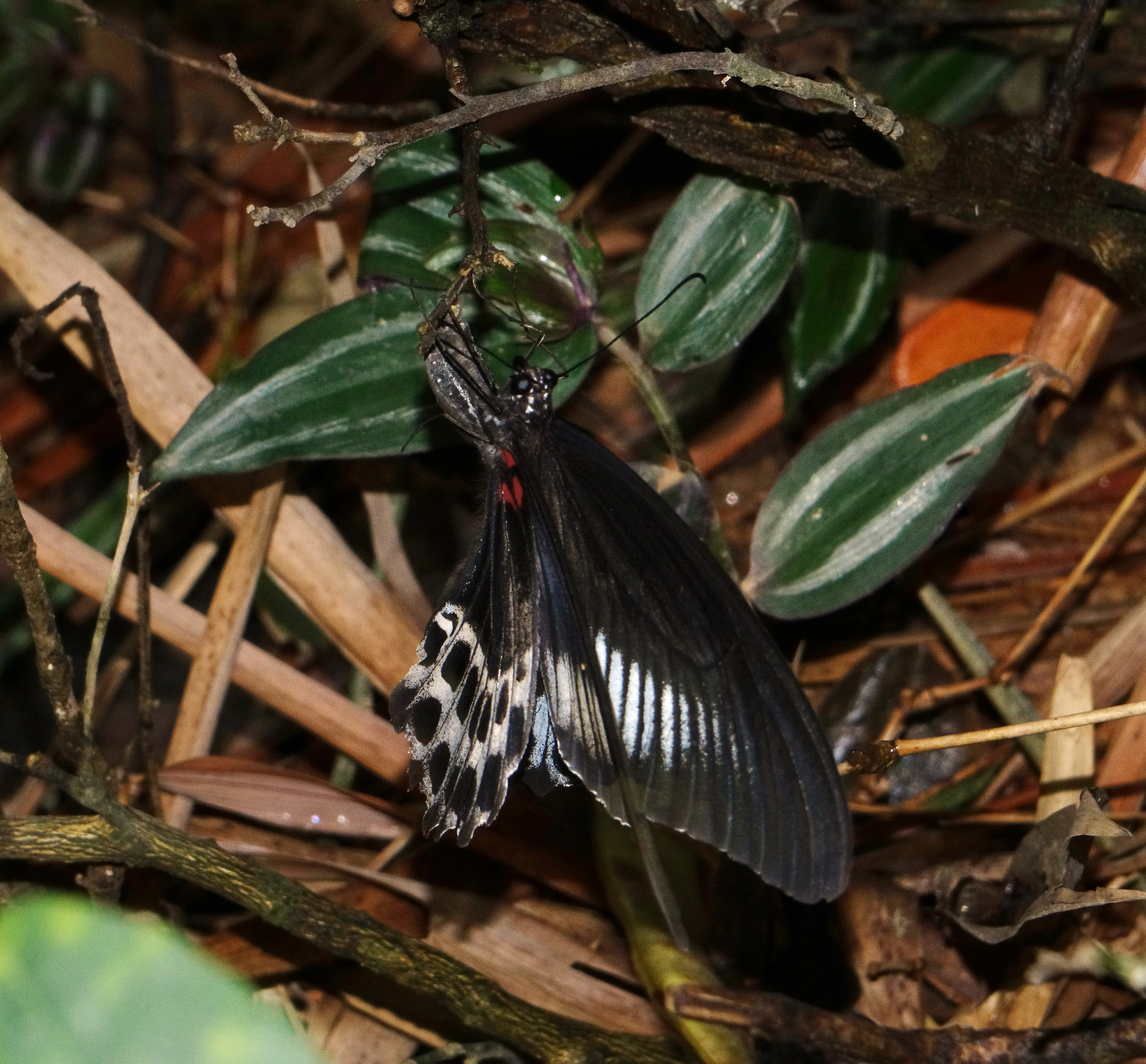 Island Mormon