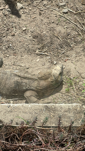 Jamaica Iguana, Cyclura collei