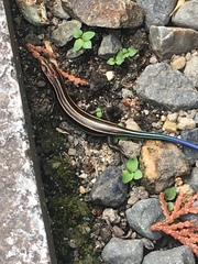 Plestiodon japonicus