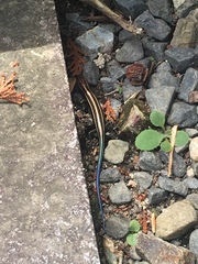 Plestiodon japonicus