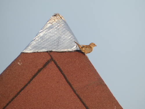 House Sparrow