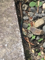 Plestiodon japonicus