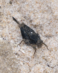 Paratettix mexicanus