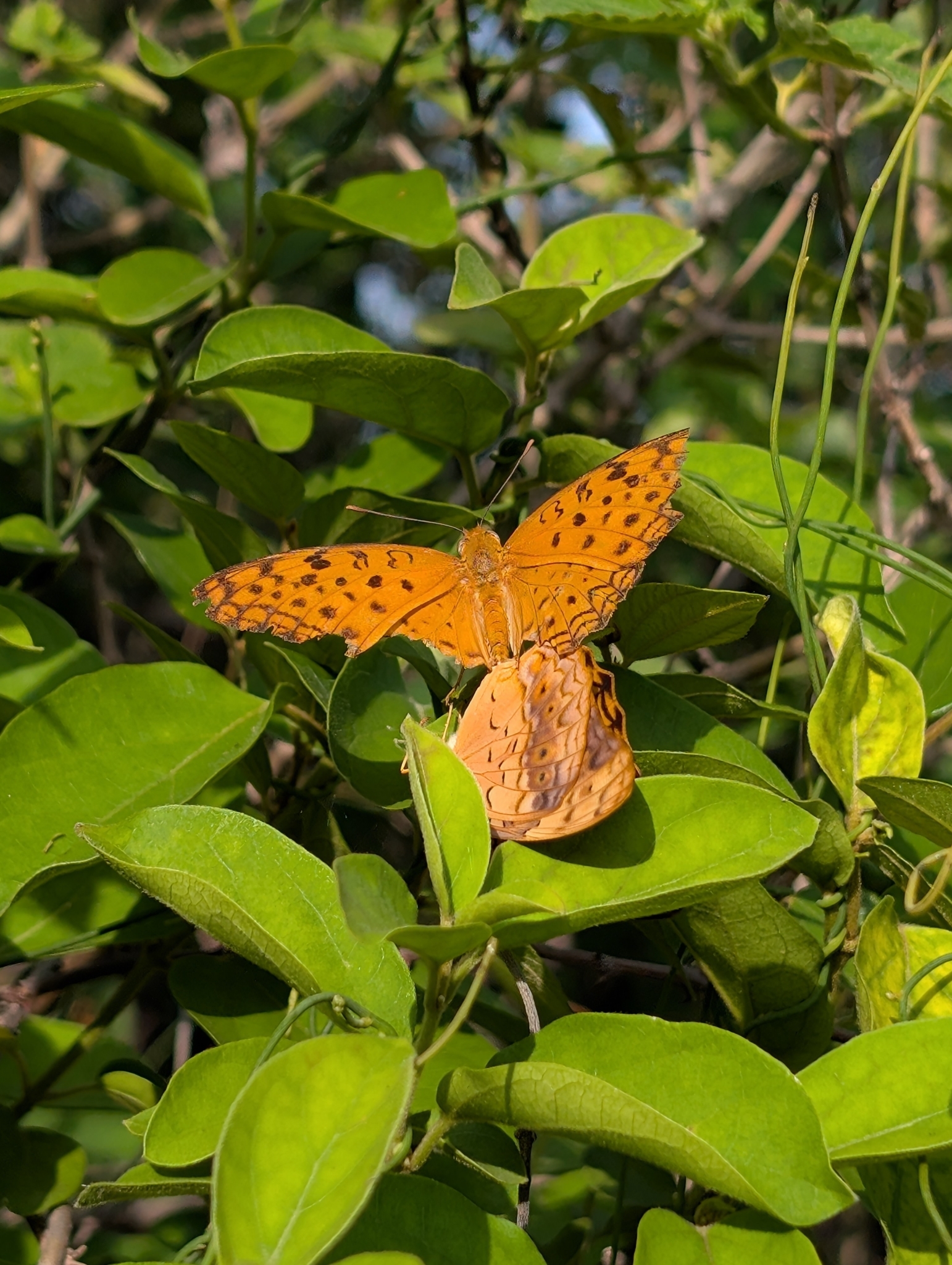 Common Leopard