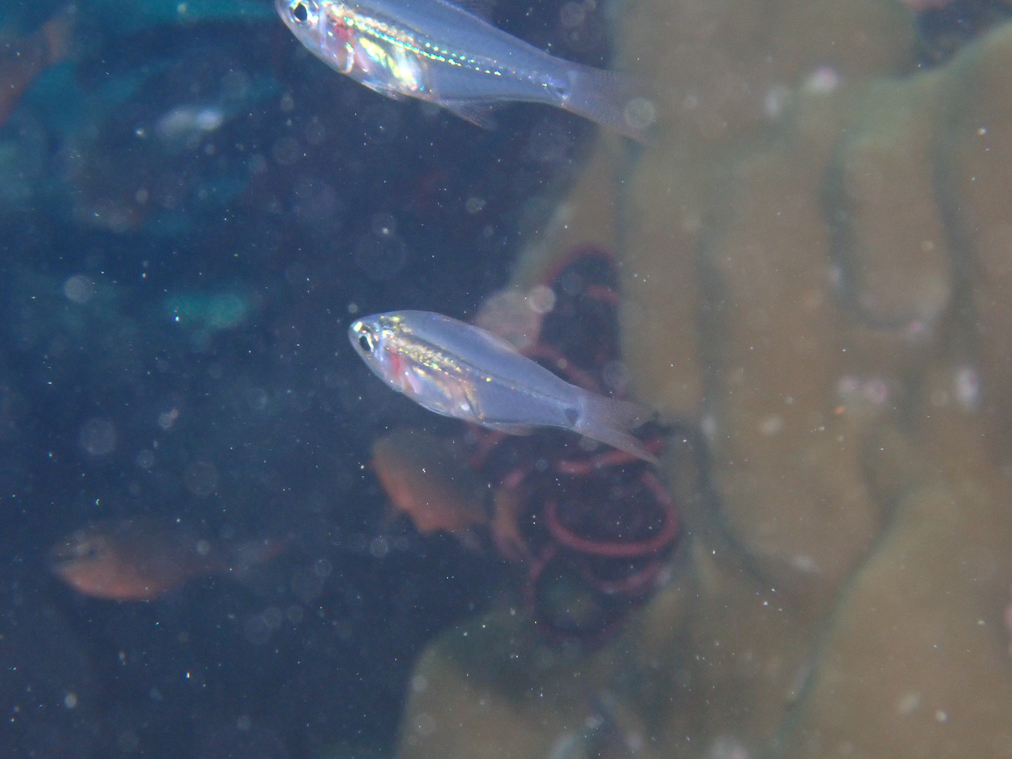 New-Moon Cardinalfish photo 3