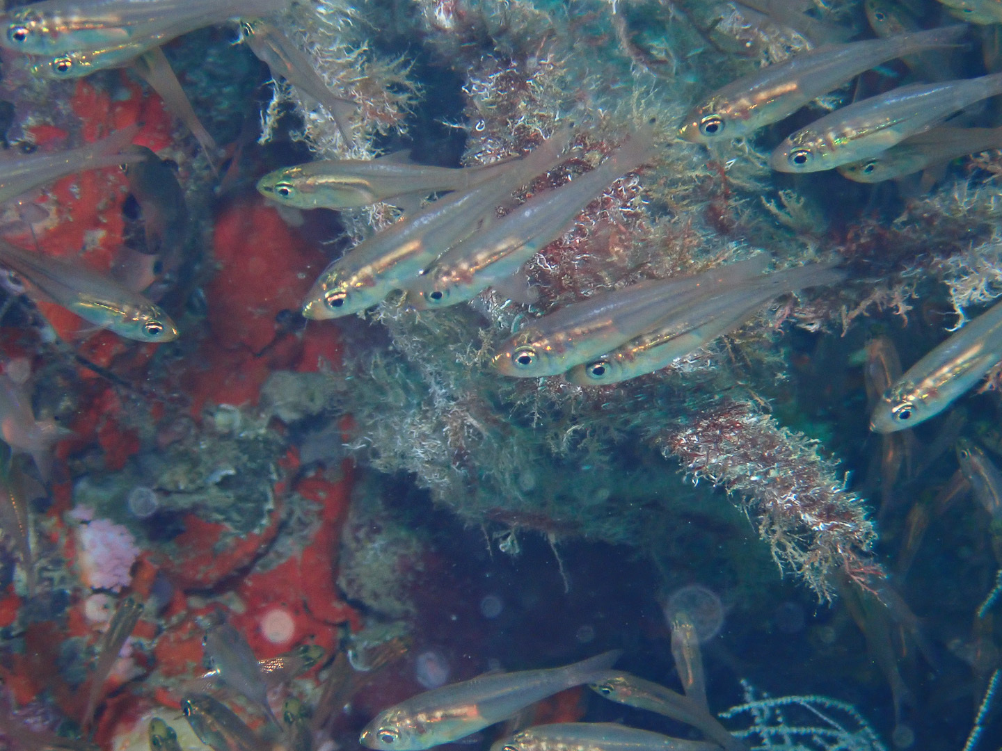 Glassy Cardinalfish photo 2
