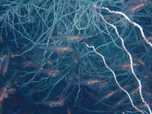 Rhabdamia gracilis observed 2025-04-01