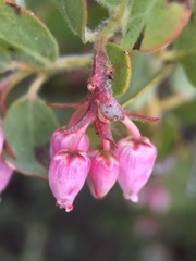 Arctostaphylos nissenana