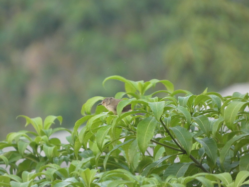 Tawny-flanked Prinia