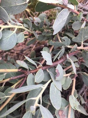 Arctostaphylos nissenana