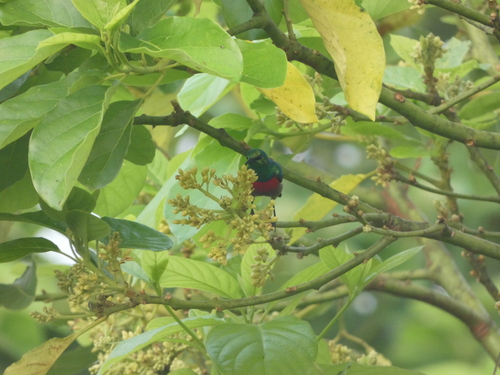 Olive-bellied Sunbird