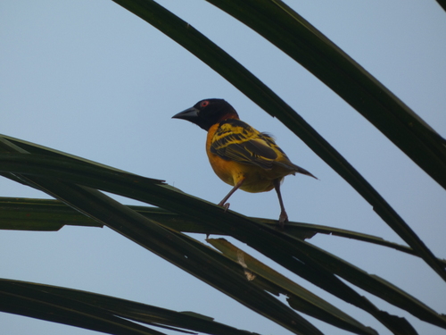 Village Weaver