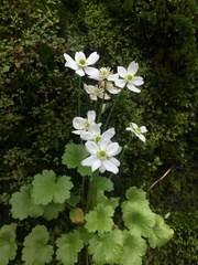 Kumlienia hystricula