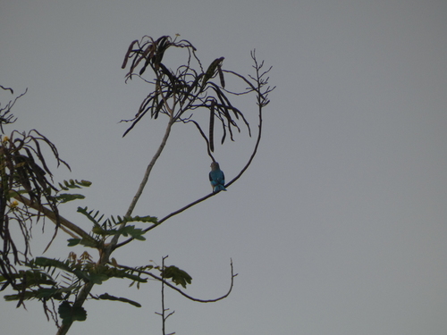 Woodland Kingfisher