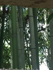 Phyllostachys bambusoides