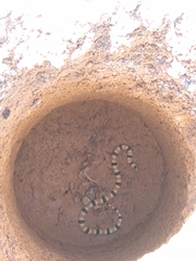 Sonora palarostris