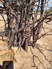 Sonora palarostris