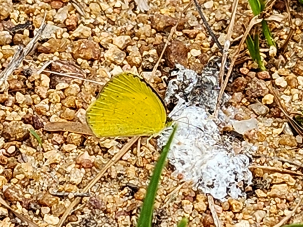 Small Grass Yellow