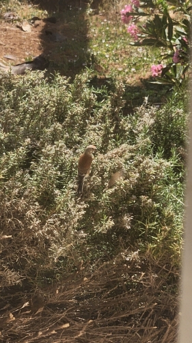 Eurasian Linnet