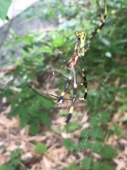 Trichonephila clavata