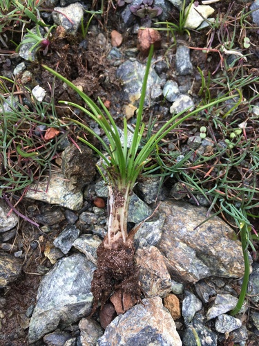 Image of Isoetes nuttallii by (c) Matt Berger, some rights reserved (CC BY)