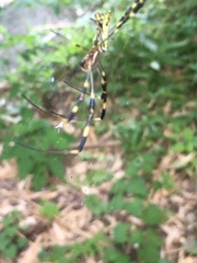 Trichonephila clavata