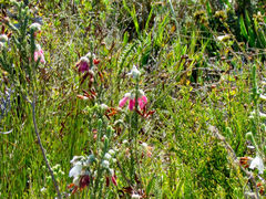 Erica pectinifolia