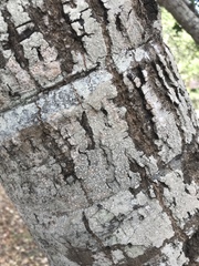 Lecanora caesiorubella merrillii