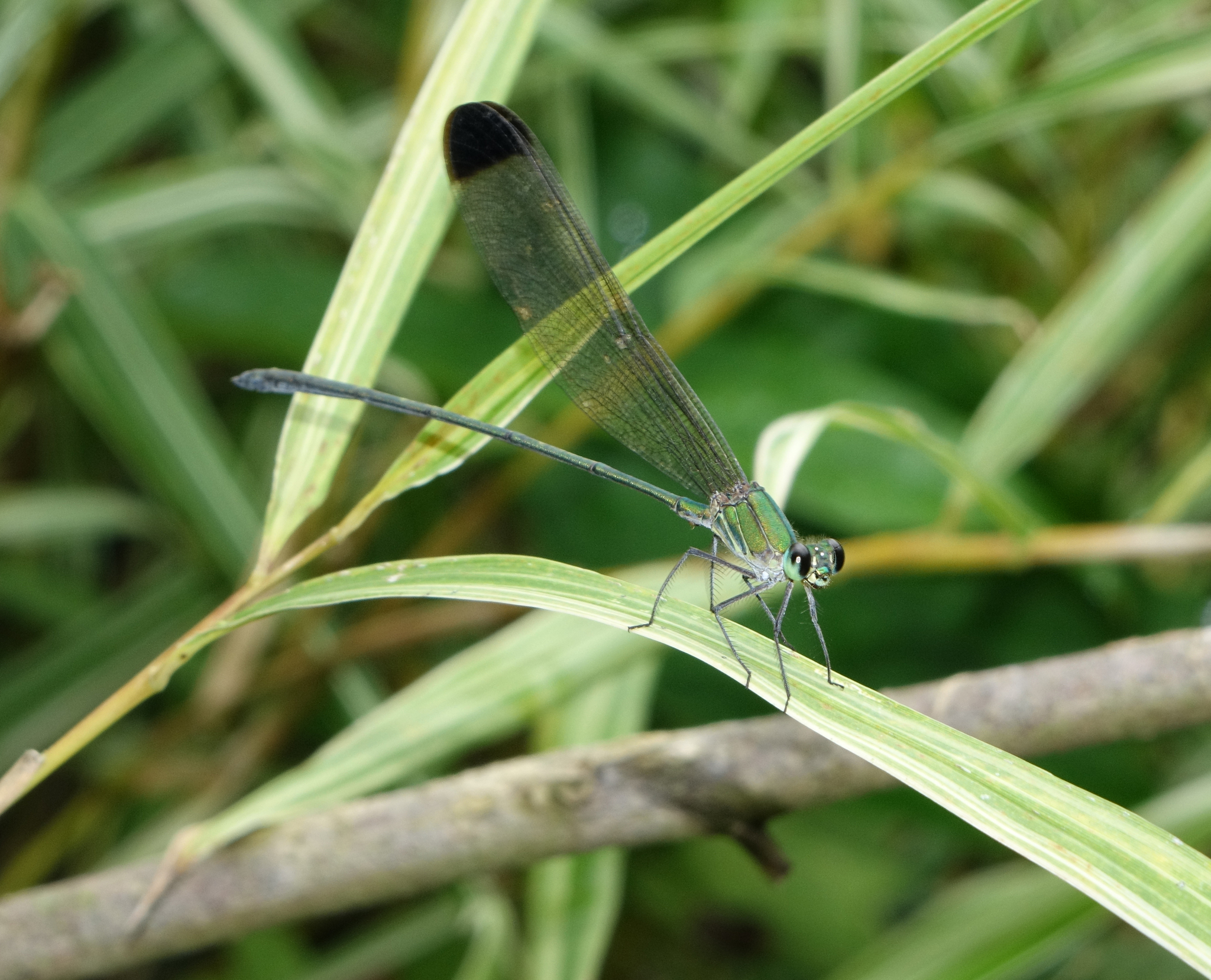 Black-Tip Flashwing