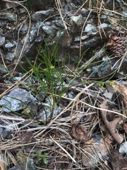 Lomatium marginatum marginatum