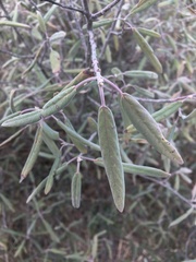 Frangula californica tomentella