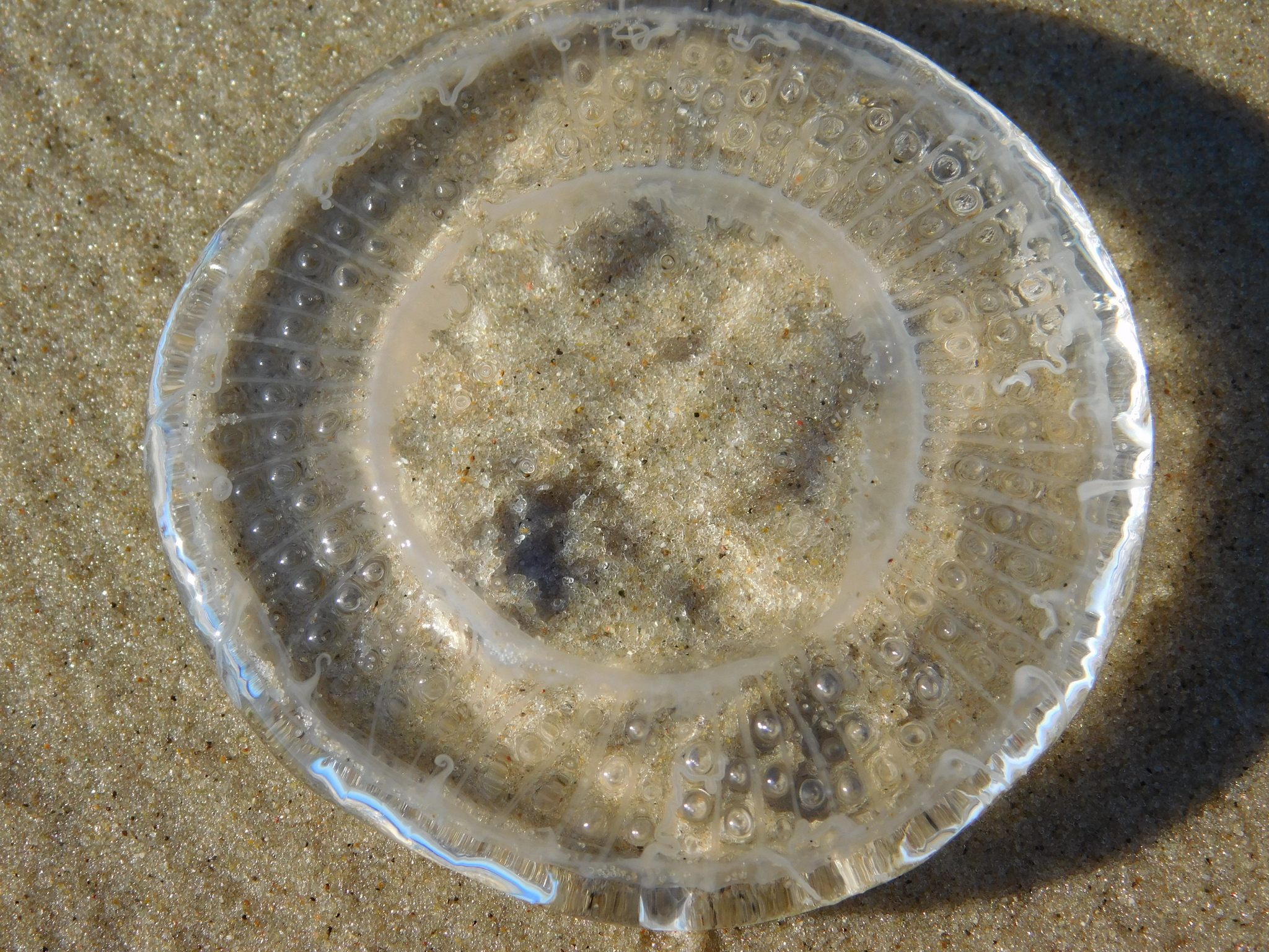 Rhacostoma atlanticum L.Agassiz, 1851