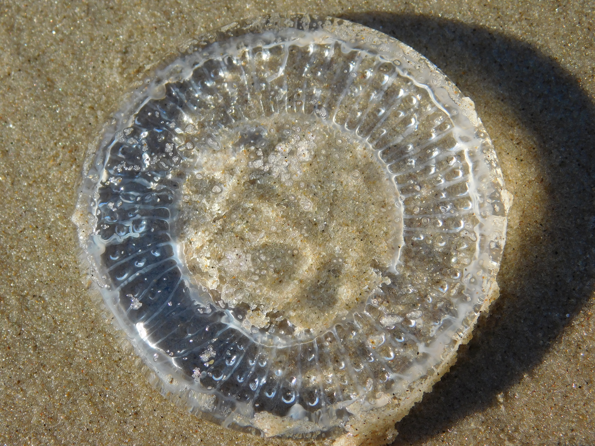 Rhacostoma atlanticum L.Agassiz, 1851