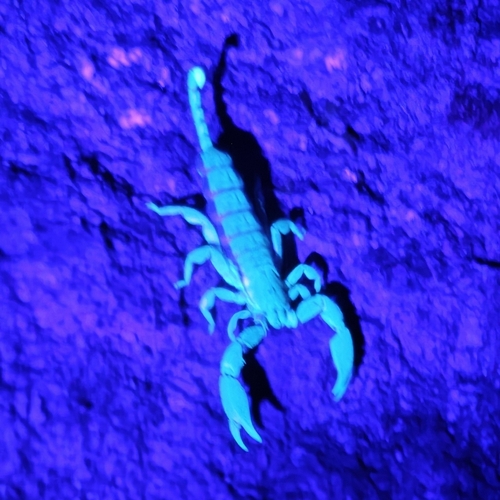 Dwarf Wood Scorpion photo 3