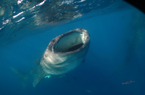 Foto de Tiburón ballena (Rhincodon typus)