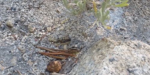 iNaturalist observation photo of Pacific chorus frog