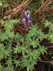 Lupinus concinnus