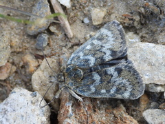 Metaxmeste phrygialis