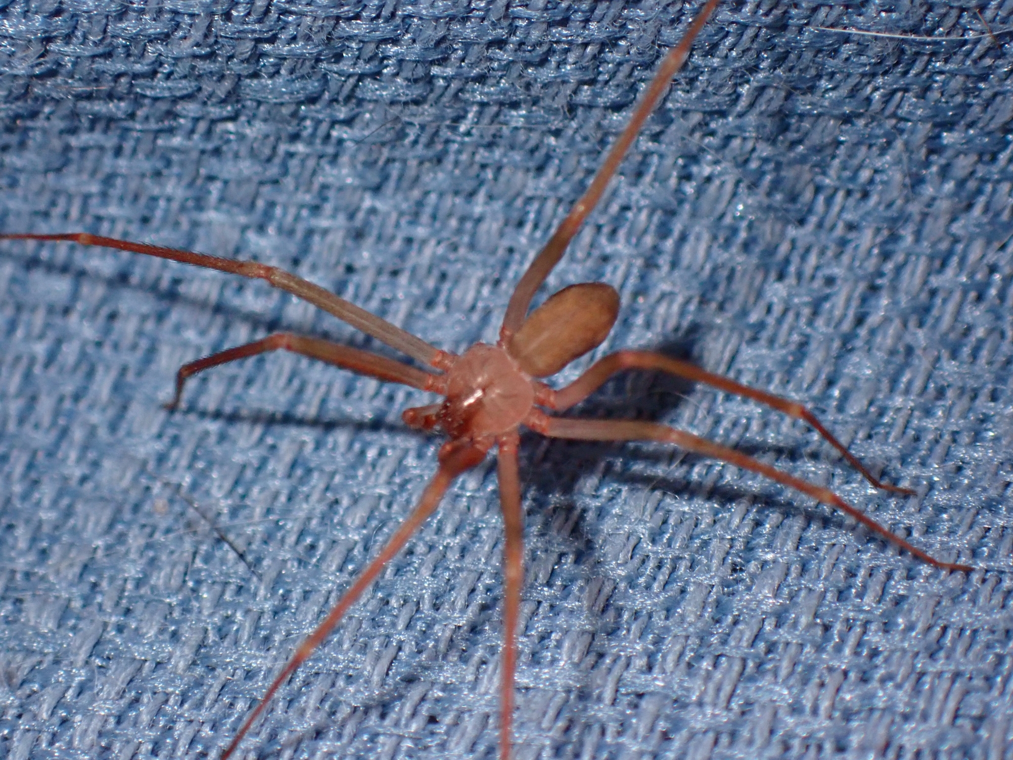 Araña reclusa parda mediterránea
