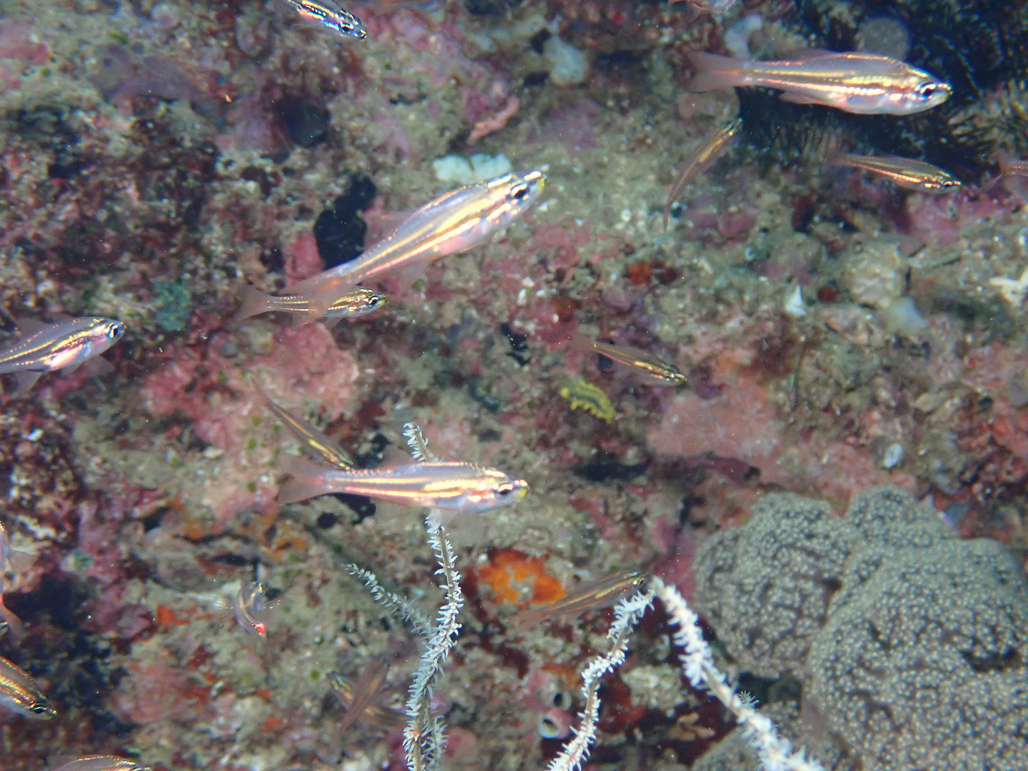 Tiny Cardinalfish photo 3