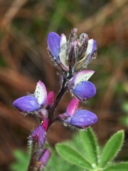 Lupinus concinnus