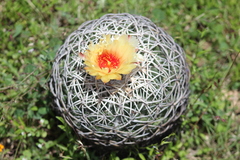 Coryphantha retusa