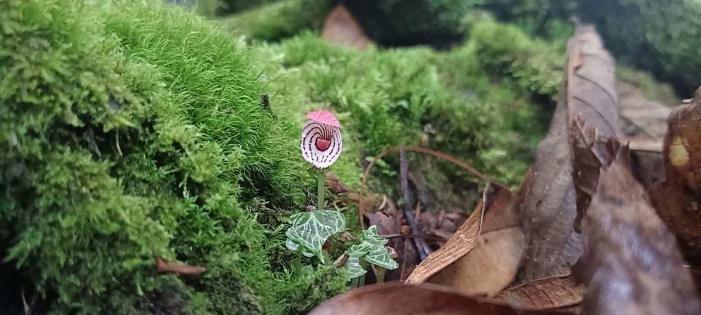 Corybas himalaicus